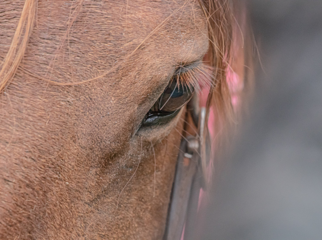 Global Outdoor Travel - GOT Adventure-Wycliffe必去景点