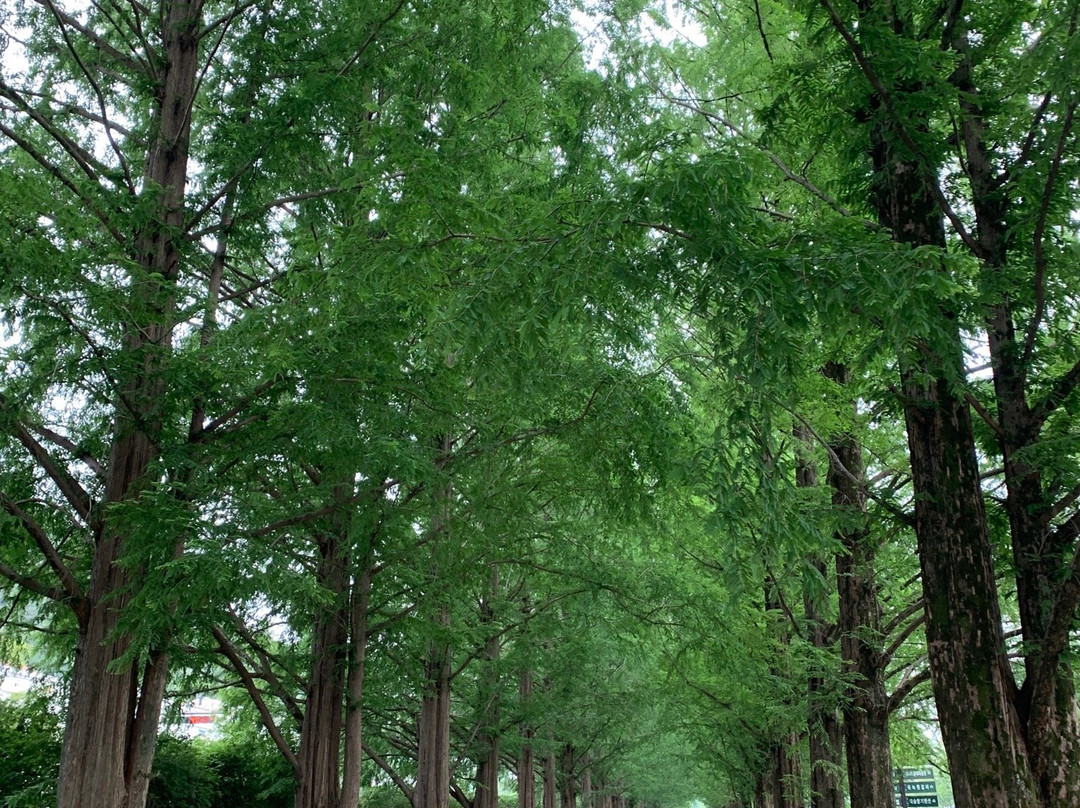 Damyang Metasequoia Road-潭阳郡必去景点