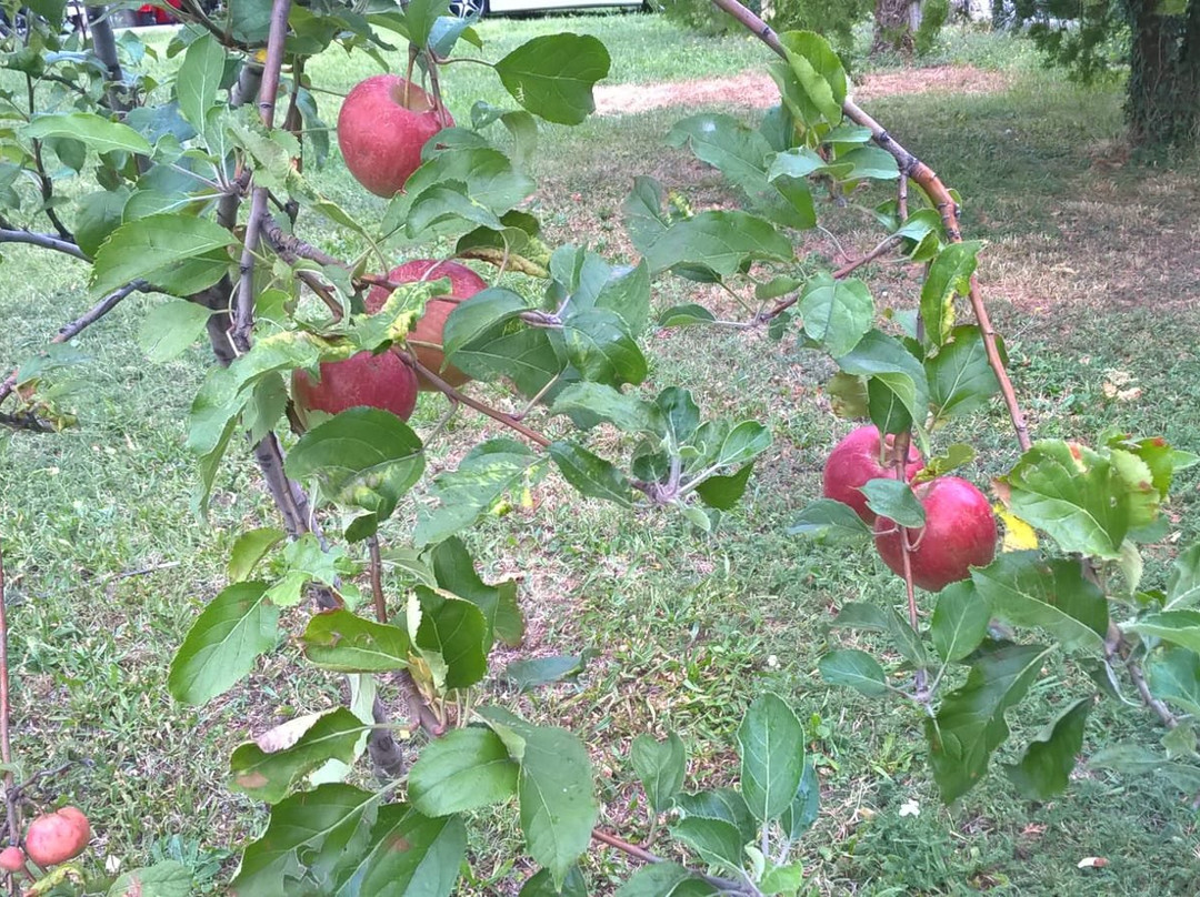 Agriturismo Allo Scoglio - Azienda Agricola主图