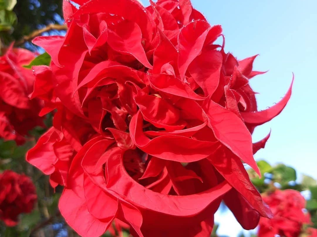 Noosa Botanic Gardens景点图片
