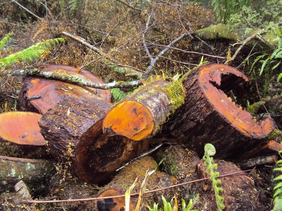 Great Otway National Park景点图片
