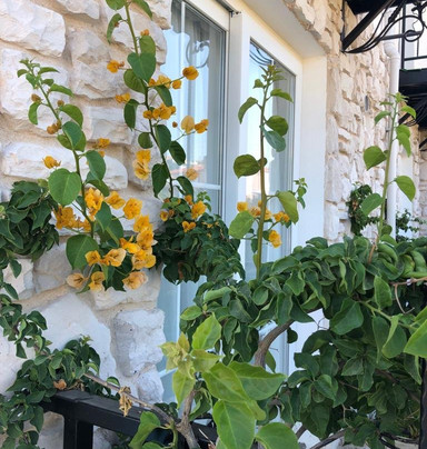 Village Farm Boutique Hotel主图