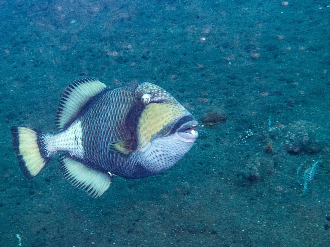 Diving Centers Werner Lau Siddhartha-库布必去景点