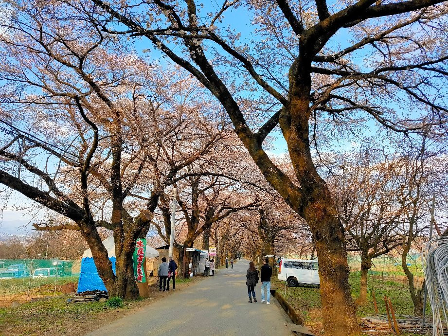Sanehara Sakura Street-北斗市必去景点