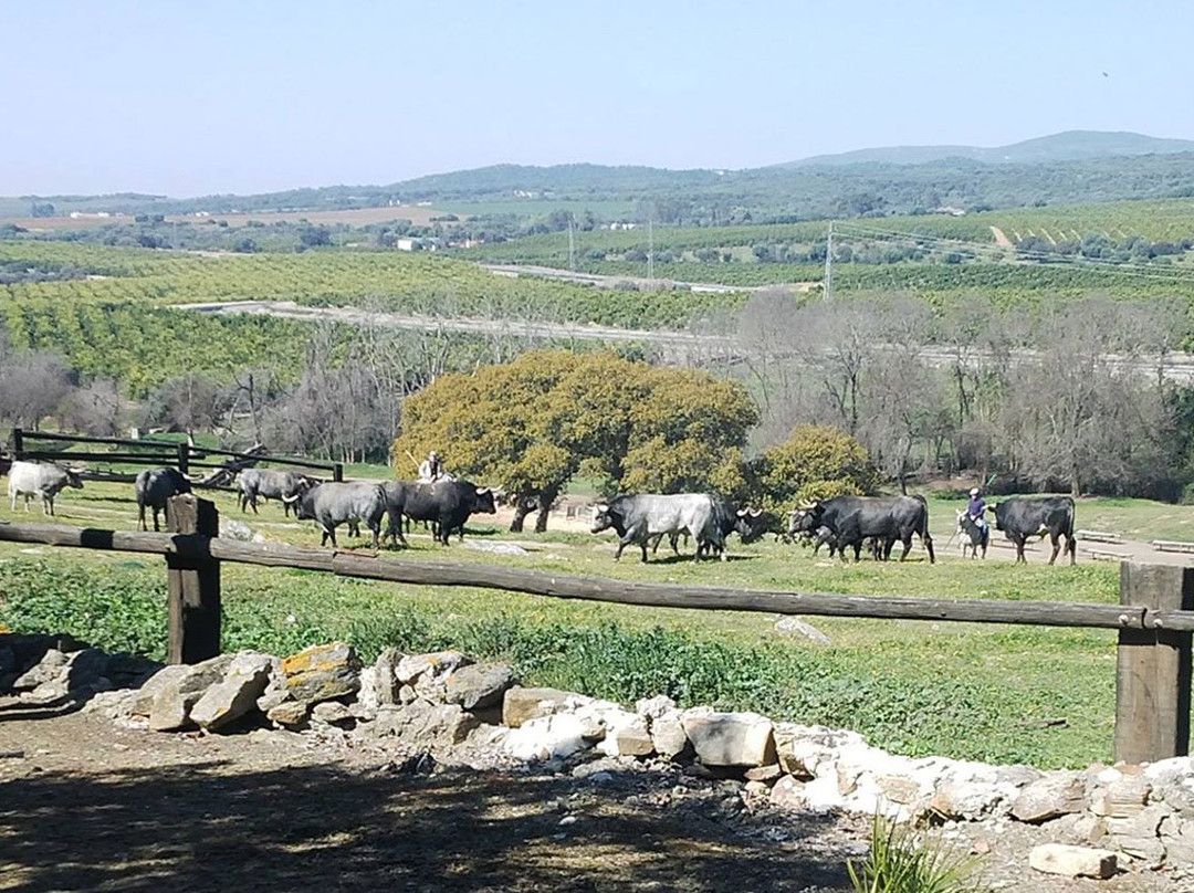 Entre Toros y Caballos景点图片