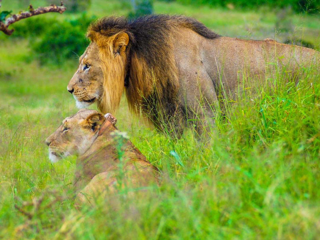 Addo Elephant Safaris景点图片