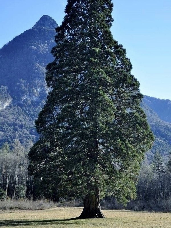 Sequoiadendrum Giganteum景点图片
