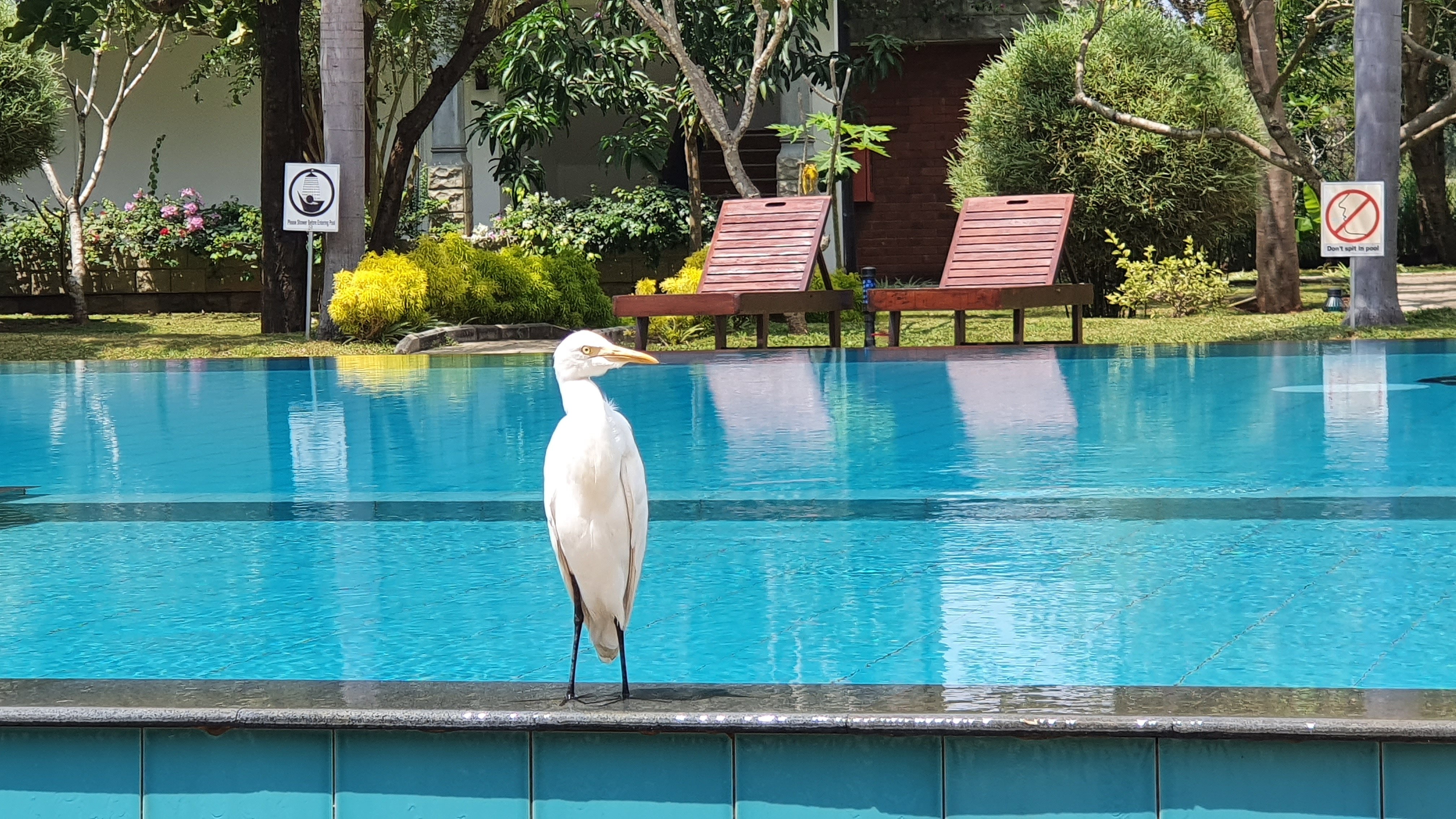 Sungreen Resort Habarana-泳池