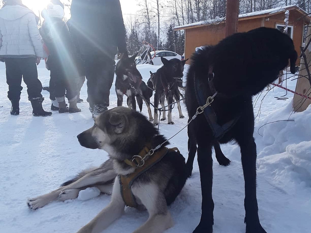 Fairbanks Dogsled Rides with Two Rivers Trailblazers景点图片