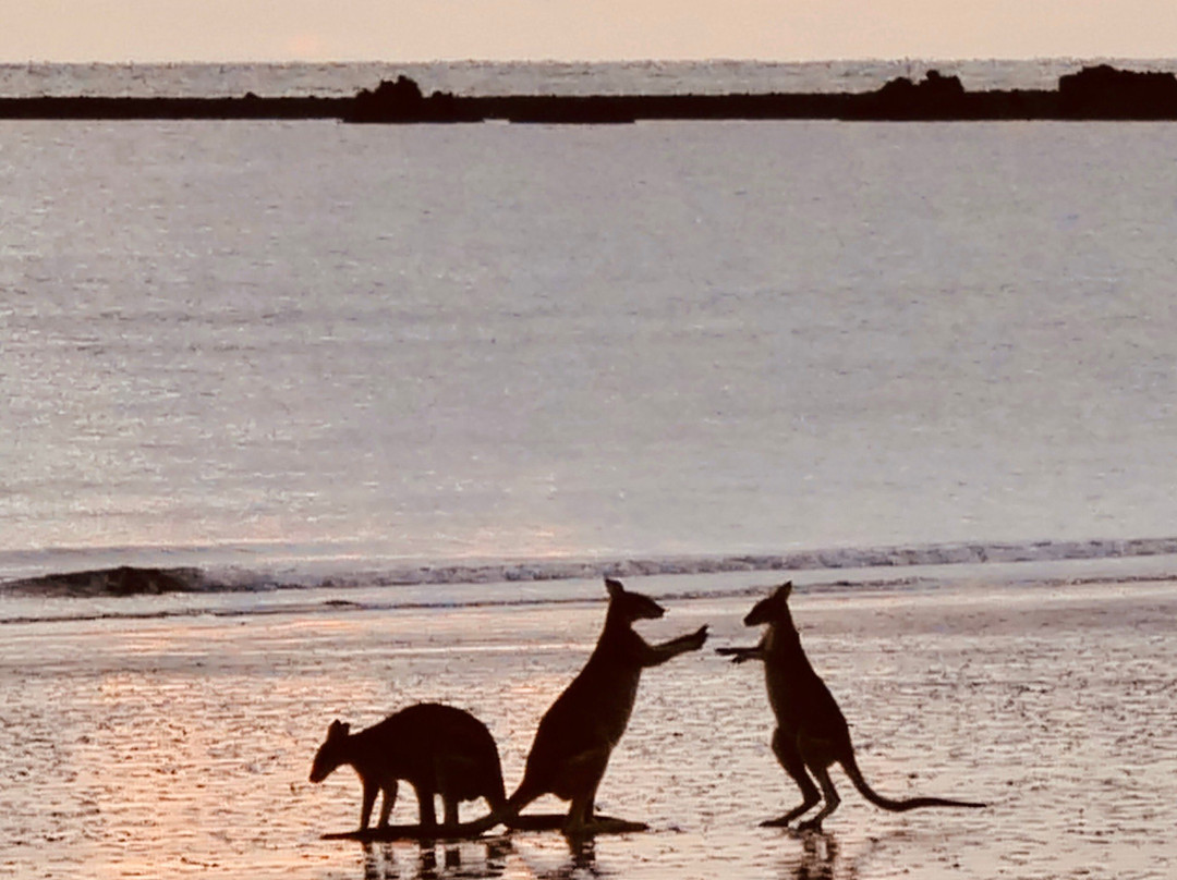 Cape Hillsborough National Park景点图片