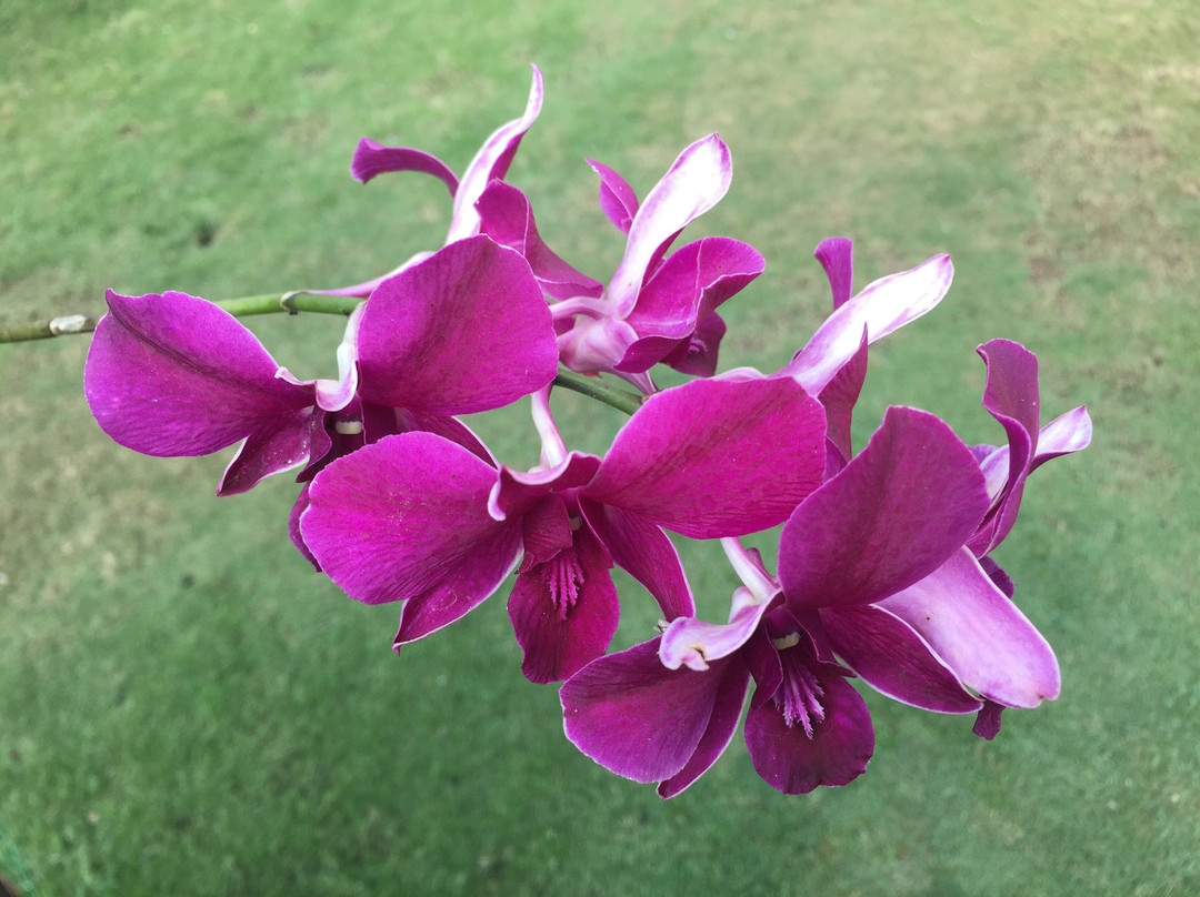 Cyrus Resorts by Tolins Hotels & Resorts主图