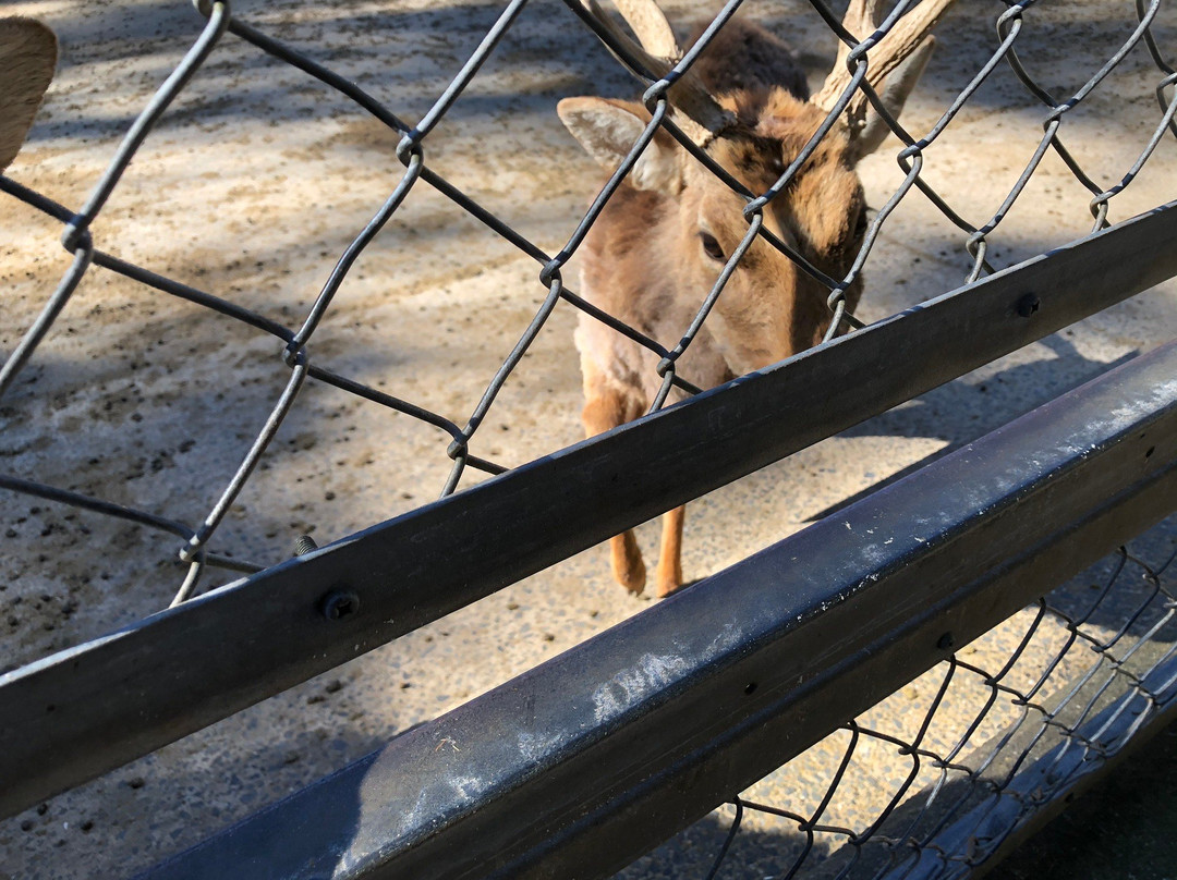 Kashima Jingu Kaen-鹿岛市必去景点