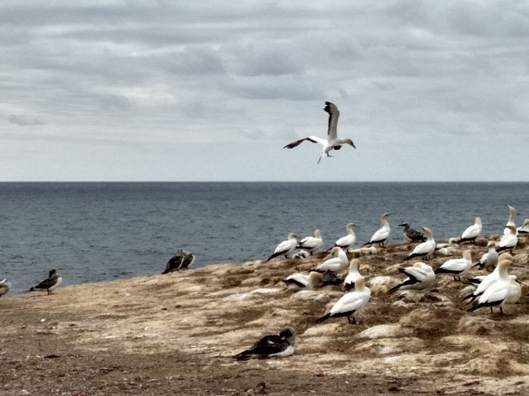 Point Danger Gannet Colony-波特兰必去景点