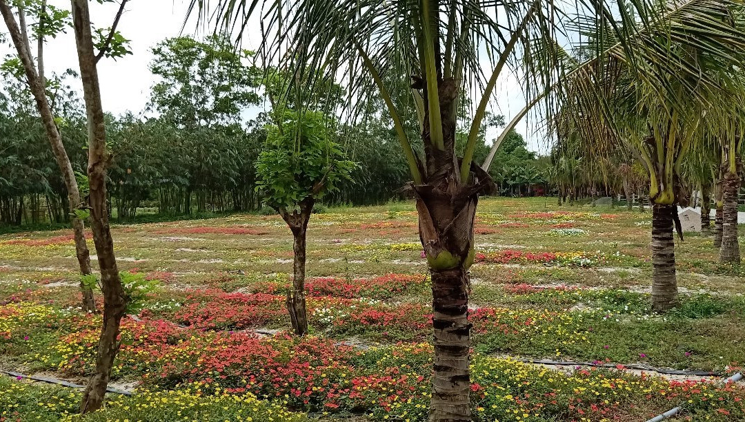 Ha Gia Ecolodge & Riverside主图