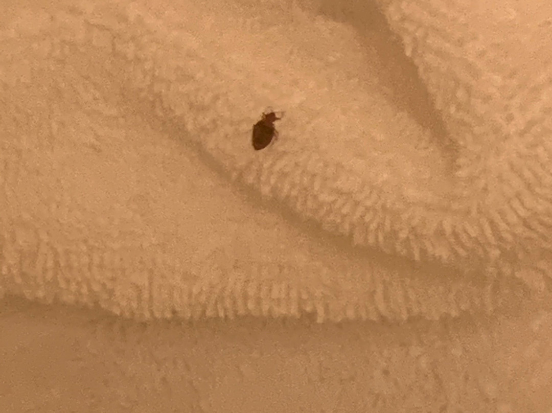 特雷霍特 SpringHill Suites 酒店主图