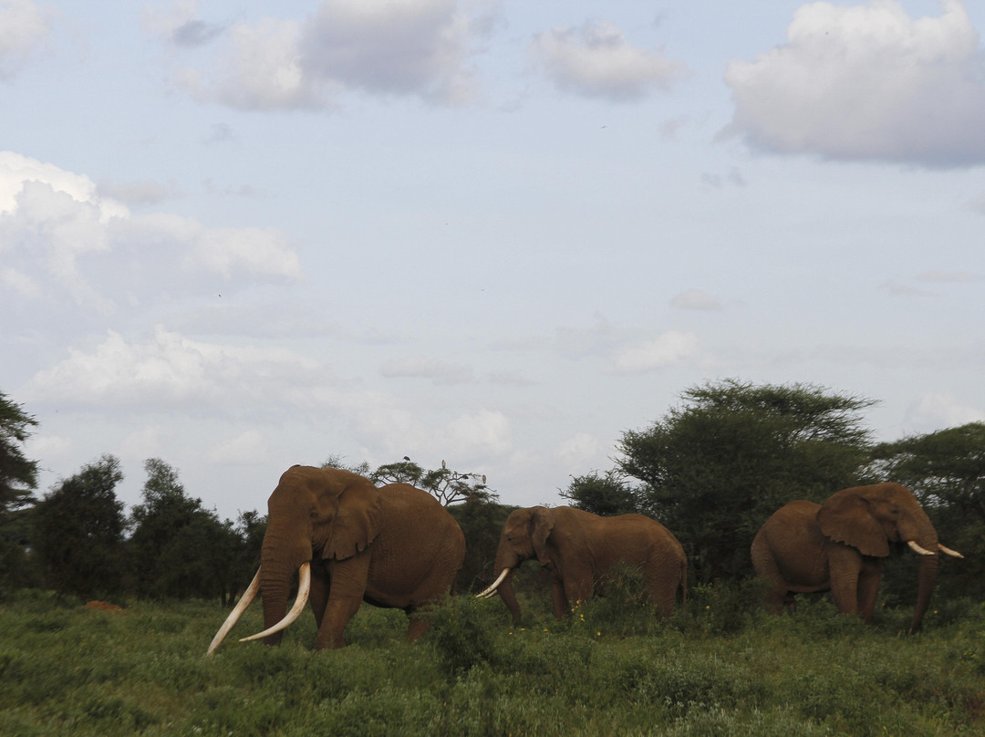 Adept Kenya Safaris景点图片