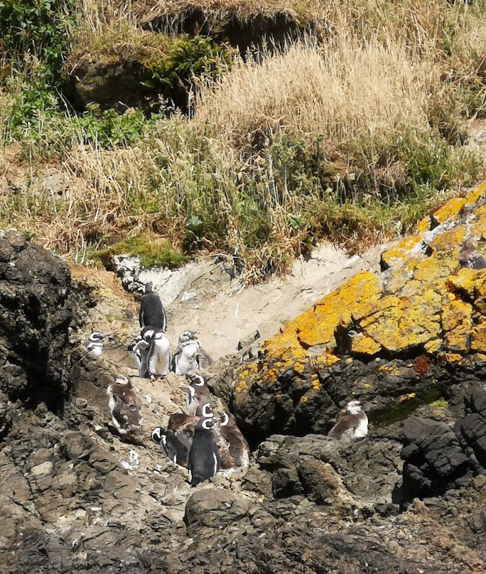 Pinguineras-Ancud必去景点