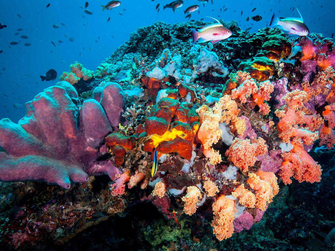 Manado Best Service-万鸦老必去景点