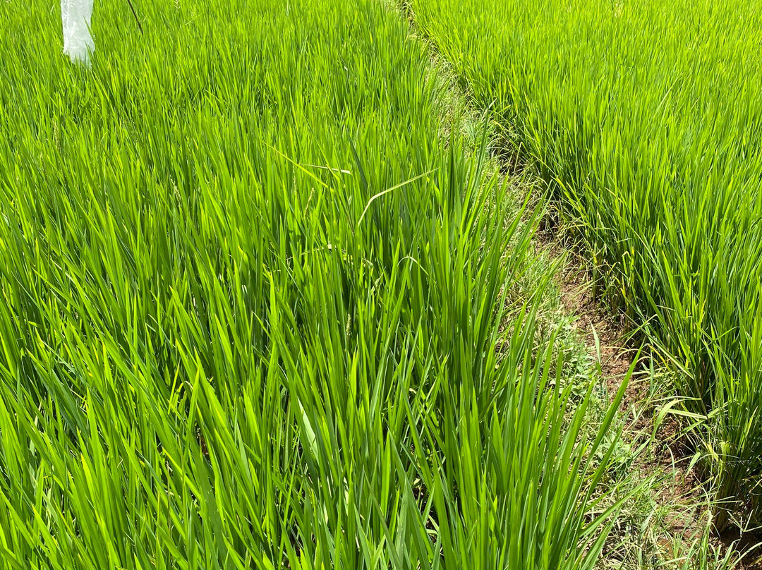 Diaz Travelindo-万隆必去景点