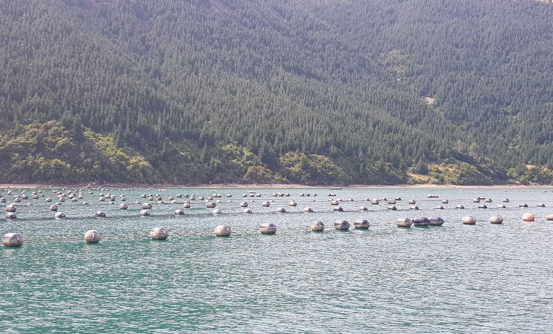 Greenshell Mussel Cruise景点图片