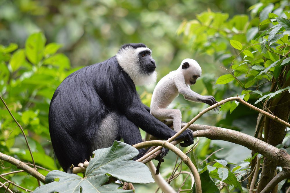 Boabeng Fiema Monkey Sanctuary景点图片