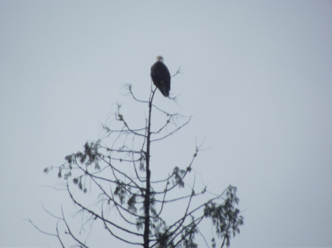 Skagit River Eagle Tours景点图片