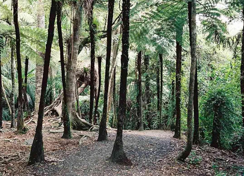 Private NZ Trips-奥克兰必去景点