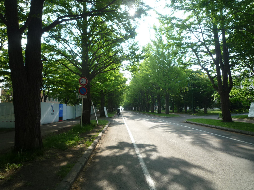 Hokkaido University Gingko Trees-札幌市必去景点