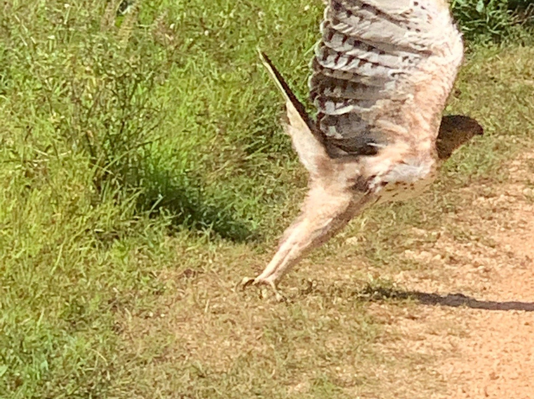 Wasgamuwa National Park-波隆纳鲁瓦必去景点