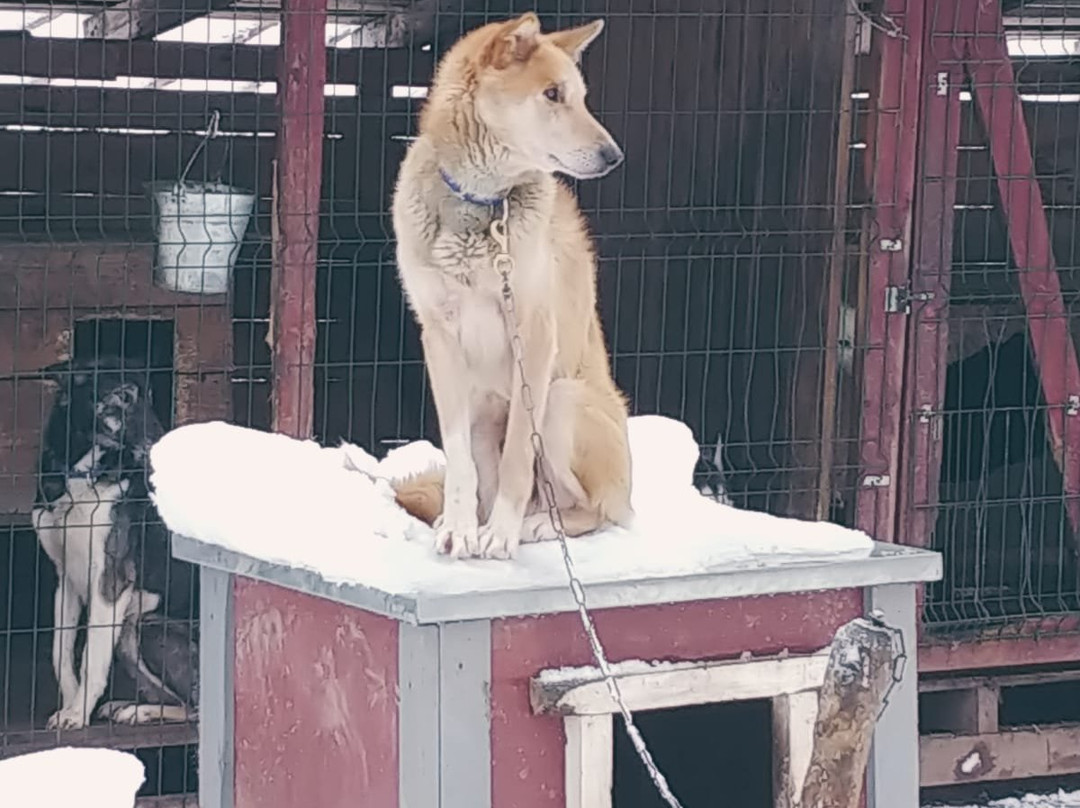 Nordic Husky Tour景点图片