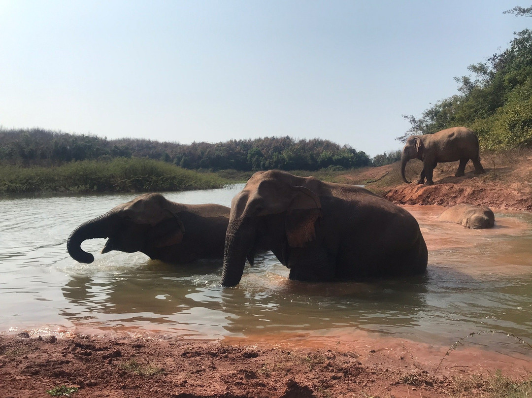 Vang Vieng Elephant Sanctuary-旺阳必去景点