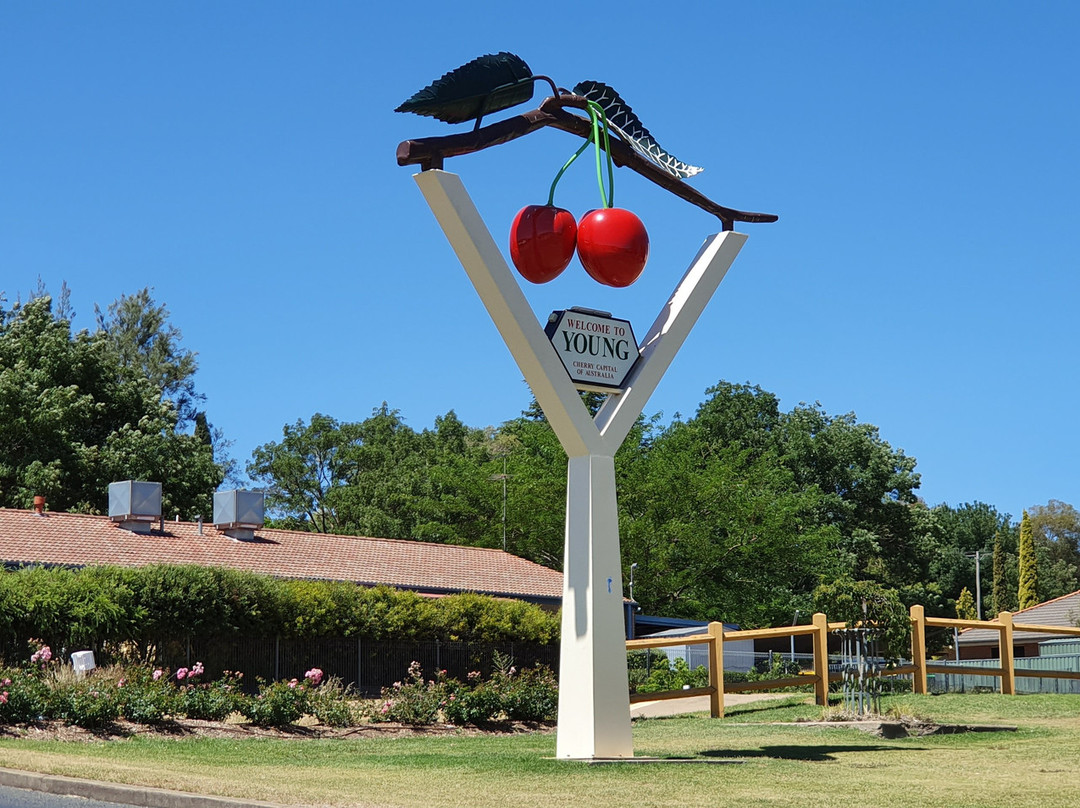 The Big Cherries-Young必去景点