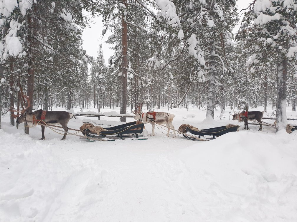 Snow Fun Safaris Lapland景点图片