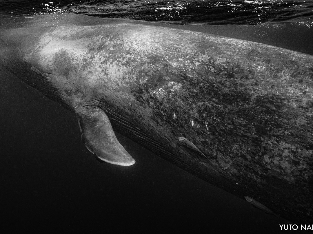 Mirissa Bay Diving-美蕊沙必去景点