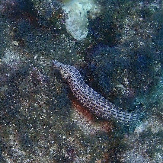 Cabo Pulmo Diving-Cabo Pulmo必去景点