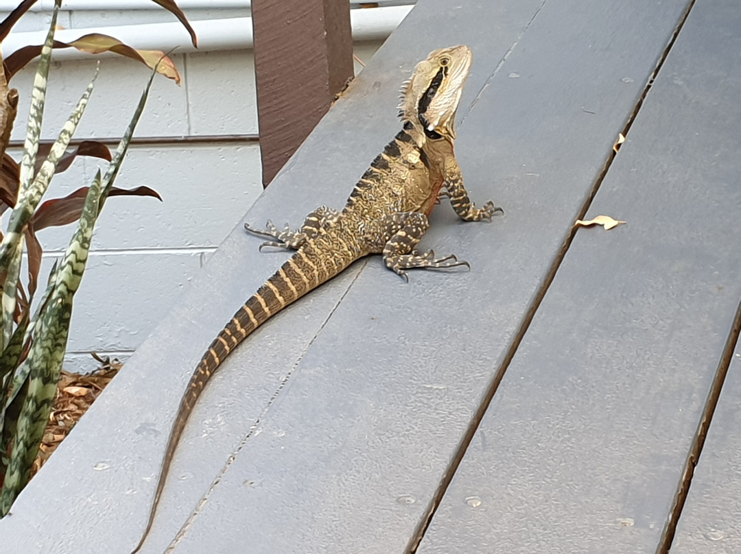 Grey Gum Lodge主图