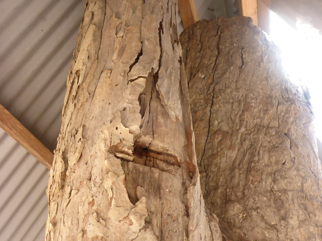 Davidson Whaling Station-伊登港必去景点