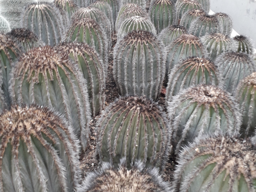 Cactário Horst-Imigrante必去景点