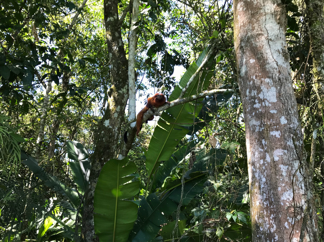 Associação Mico Leão Dourado-Silva Jardim必去景点