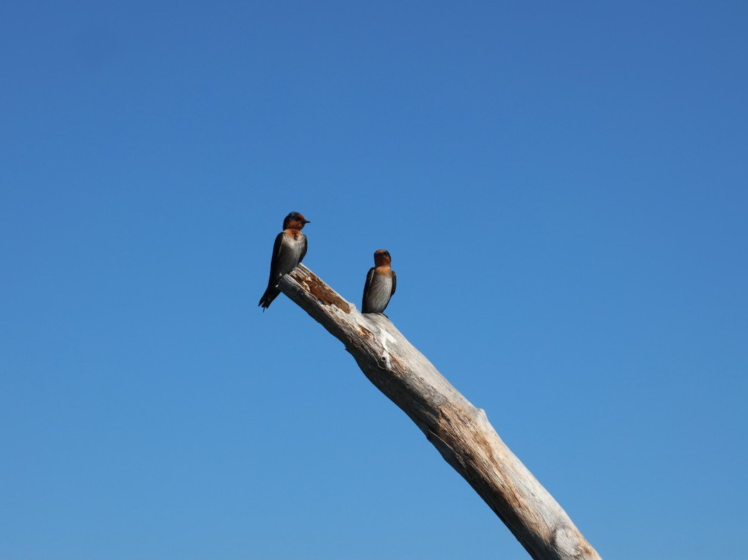 苏梅可可角度假村主图