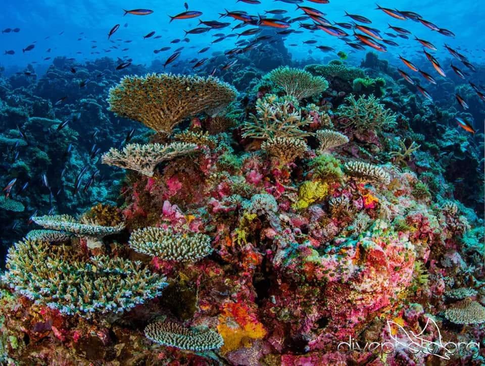 St. Luke Snorkeling Day Trip-丹老群岛必去景点