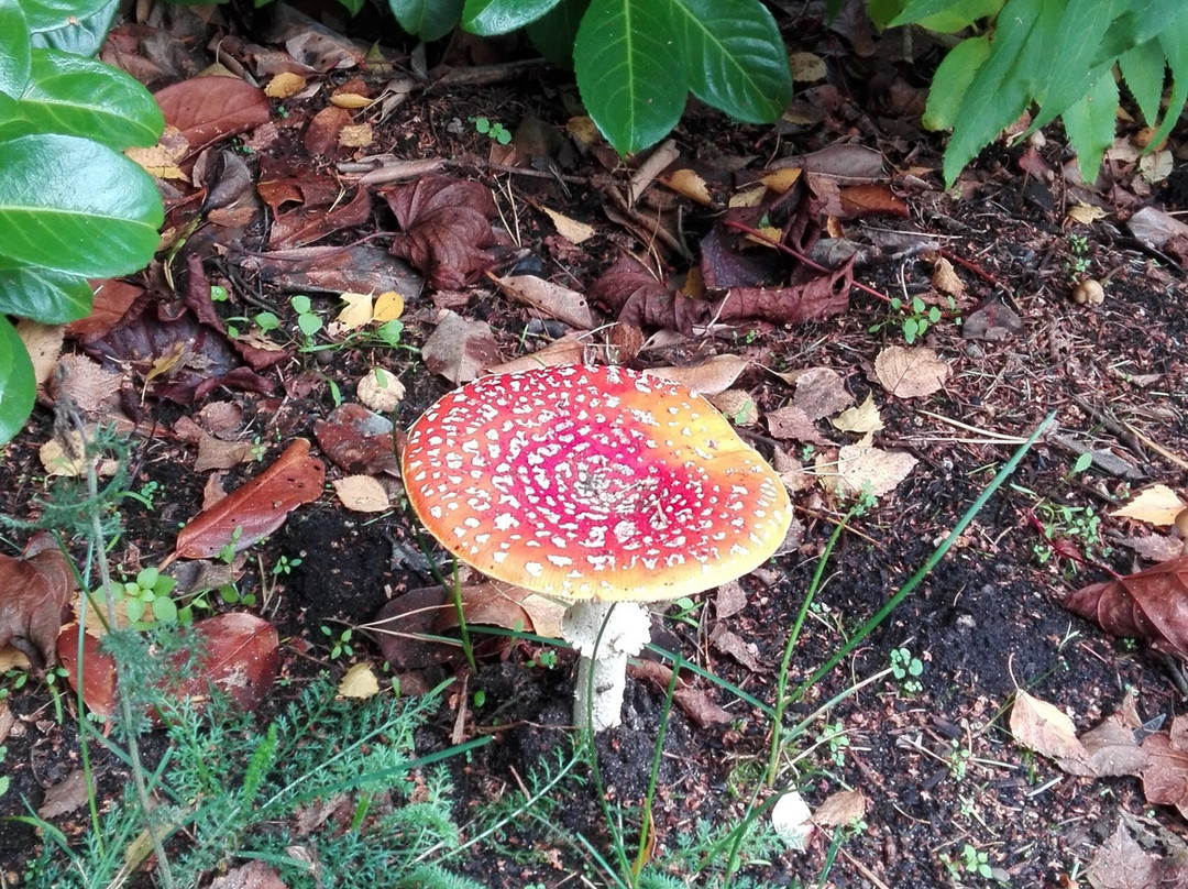 Sibculo旅游攻略图片