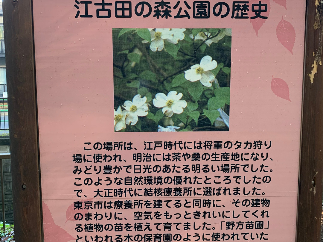 Egota-no-Mori Park-中野区必去景点