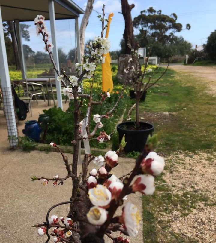 Lomas Orchards-Wallington必去景点