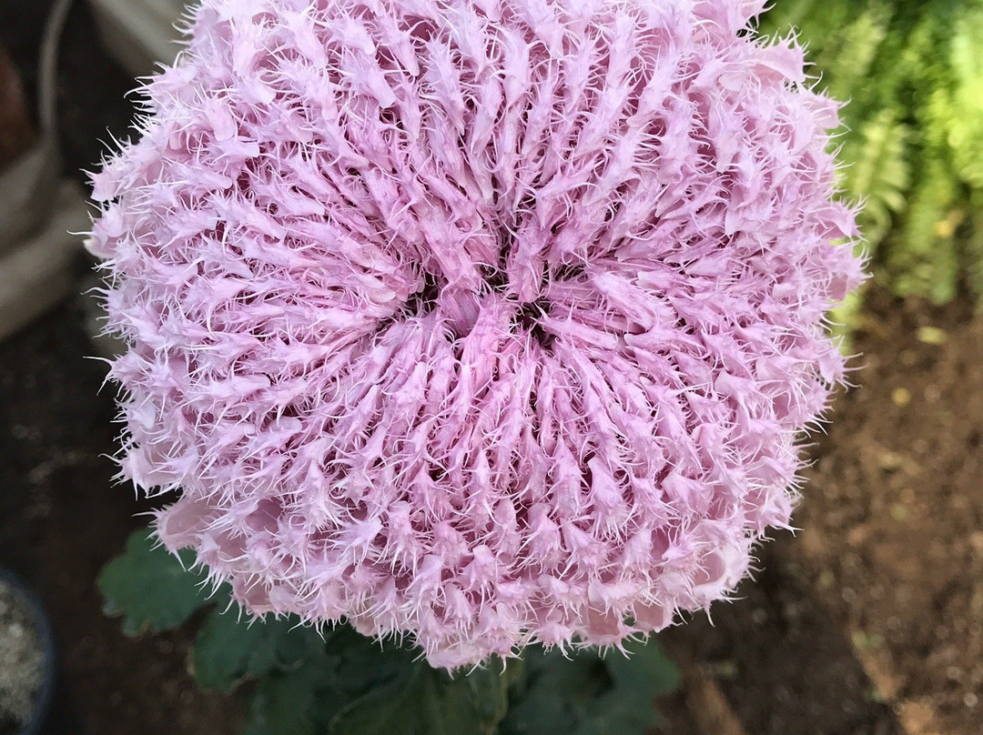 Niagara Parks Floral Showhouse景点图片