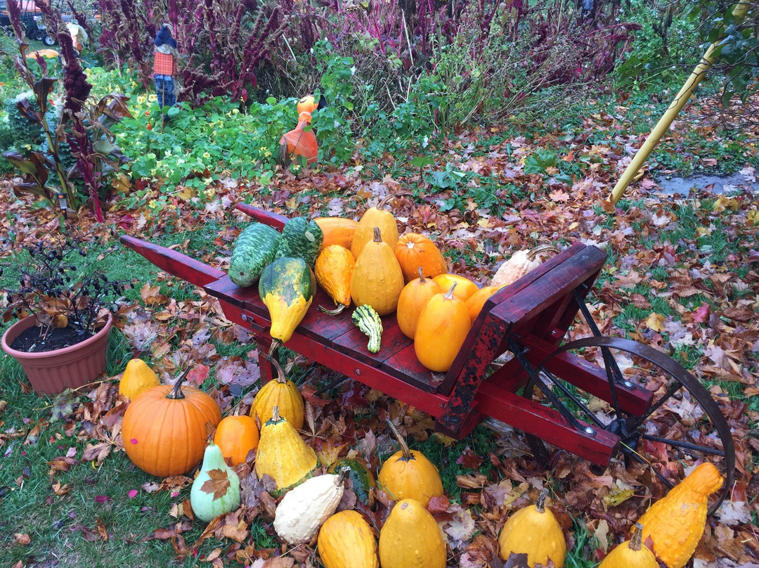 Dill's Atlantic Giant Pumpkin Farm景点图片