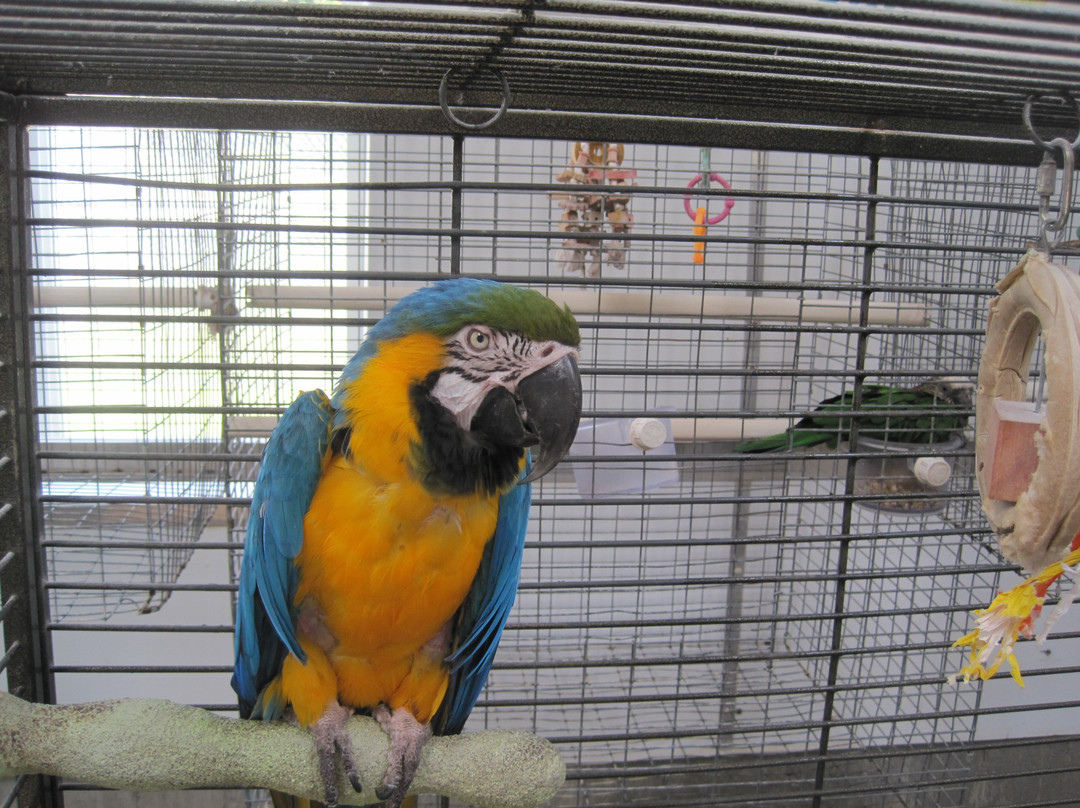 Parrot Island - Exotic Bird Sanctuary景点图片