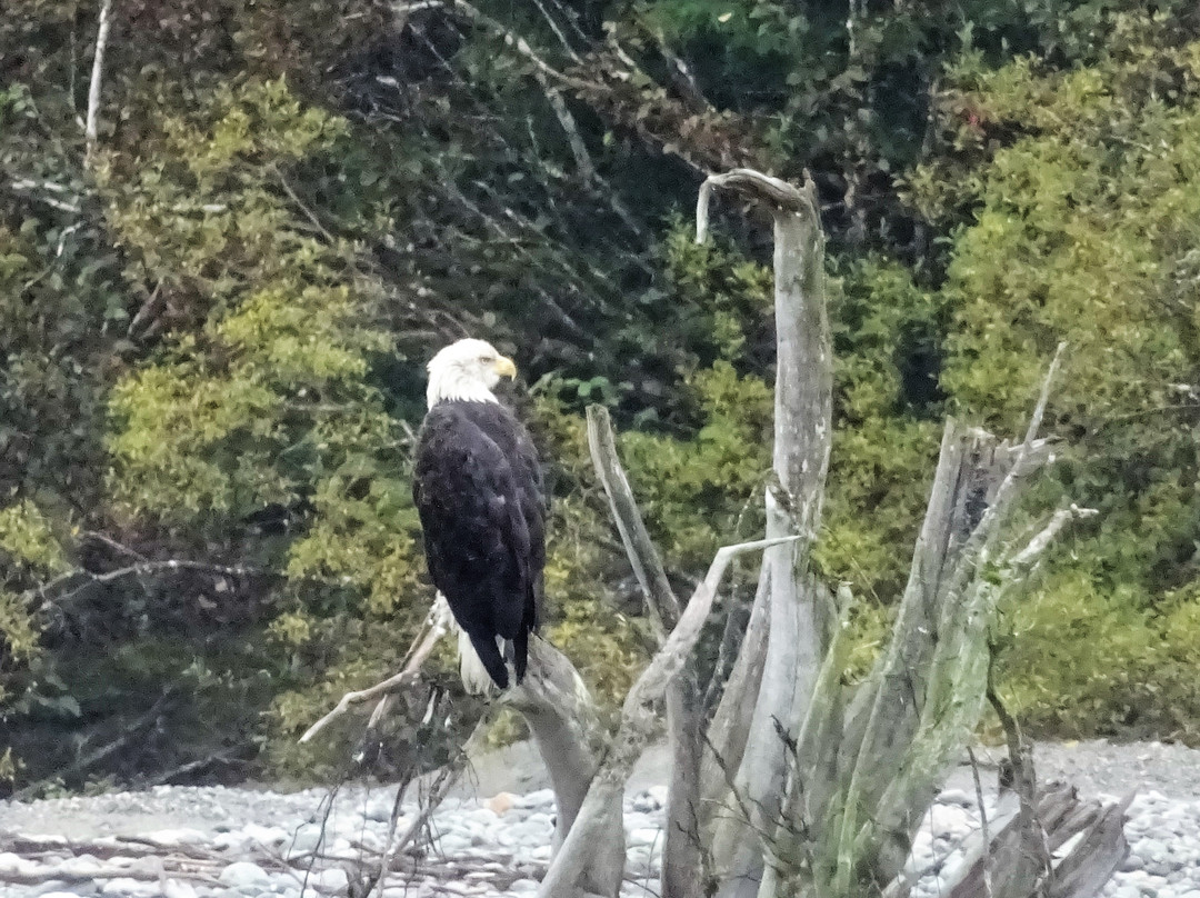 Fish Creek Wildlife Observation Site景点图片