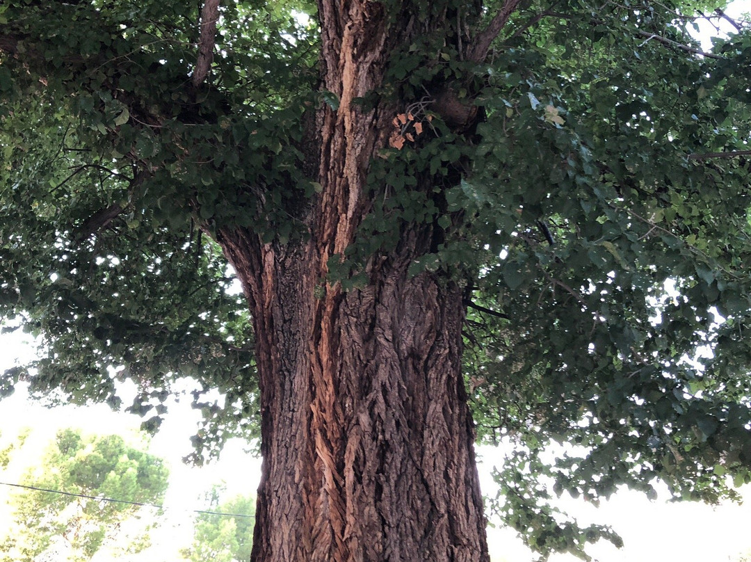 Ruta de Santa Ana-Jumilla必去景点