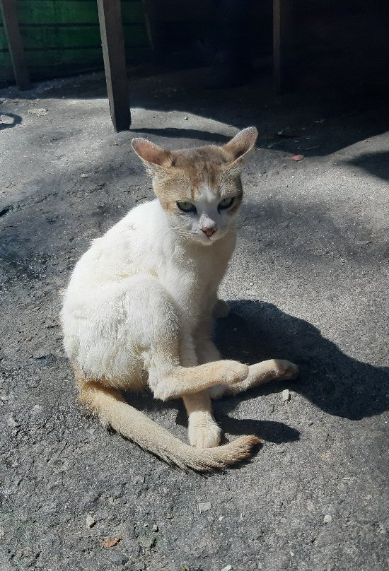 Seven Sisters Waterfalls-甘托克必去景点